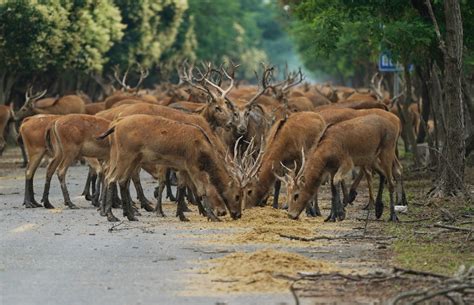  Dafeng Milu Nature Reserve Enigmatiska Hjorter i en Vacker Våtmark!